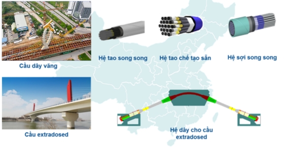 cầu dây vằng